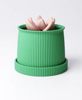 Small Curved Planter with Drip Tray